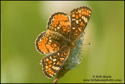 Field Crescent (Phyciodes campestris)