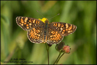 Field Crescent (Phyciodes campestris)