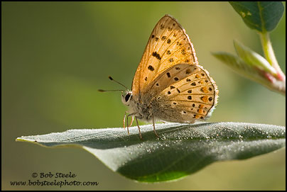 Gorgon Copper (Lycaena gorgon)