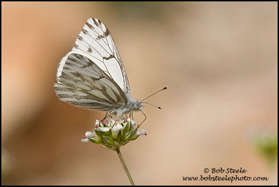 Spring White (Pontia sisymbrii)